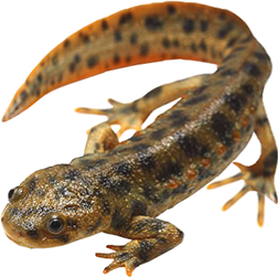 Spanish Ribbed Newt
